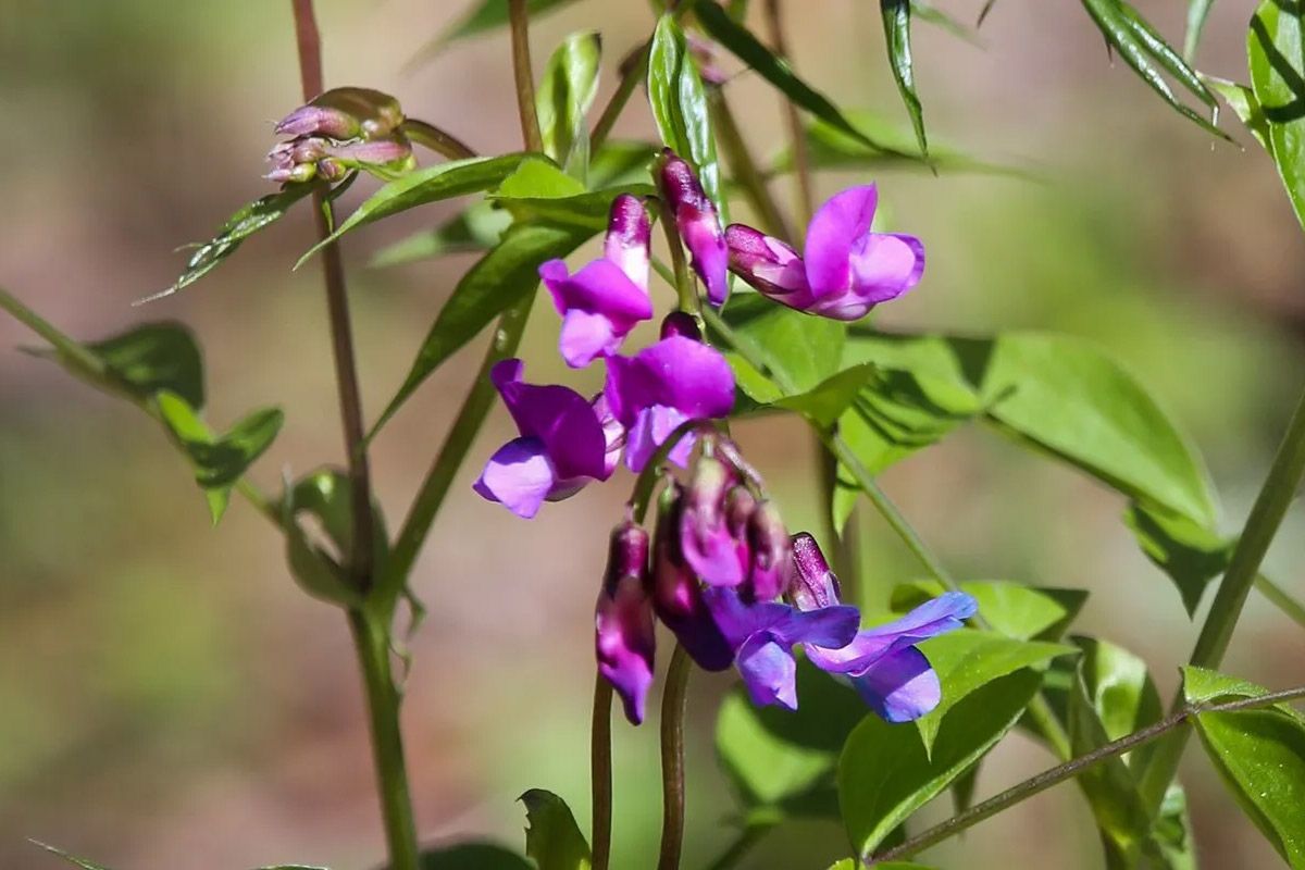 Москвичам рассказали, какие краснокнижные растения можно встретить в парках города