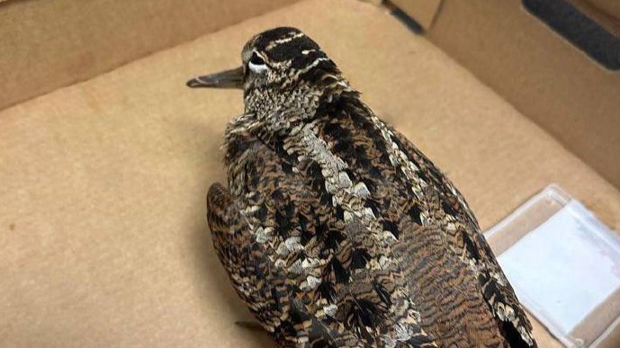 Сотрудники прокуратуры спасли краснокнижную птицу на западе столицы