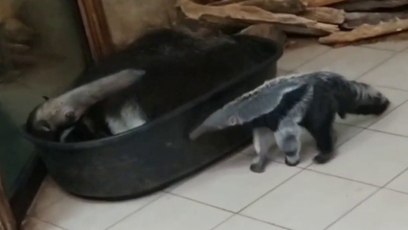 «Получил трепку»: Калининградский зоопарк показал непослушного детеныша муравьеда