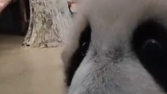 «Эй! Где вы?»: Московский зоопарк показал негодующую от отсутствия гостей Катюшу