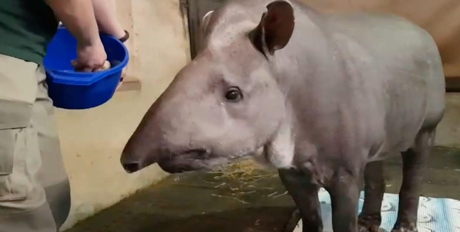 «Тяжело вставать»: Московский зоопарк показал долгожителей Самсона и Сью