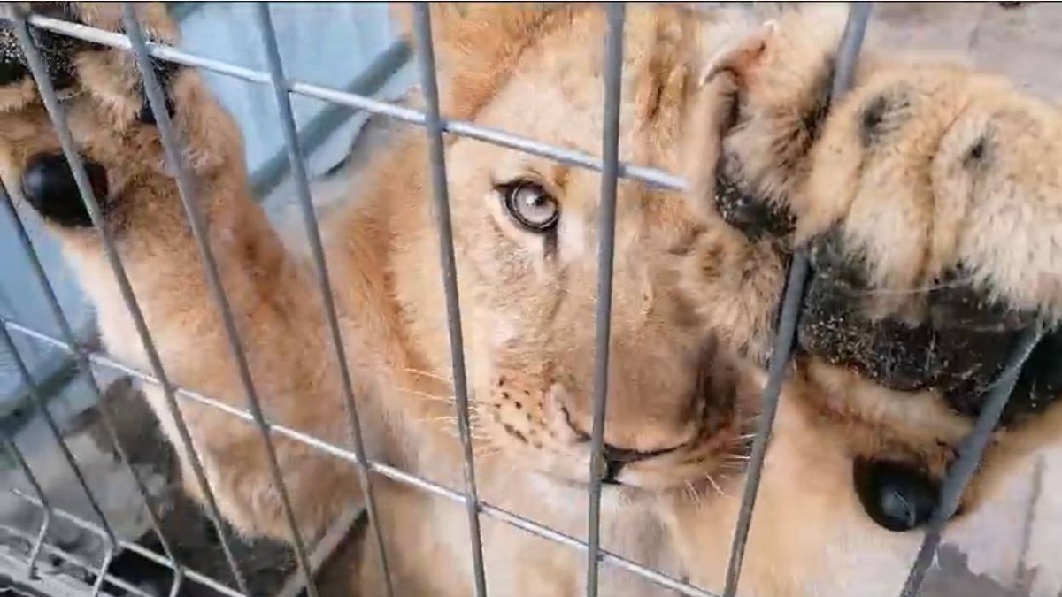 Москвич, перевозивший львенка в машине каршеринга, оштрафован