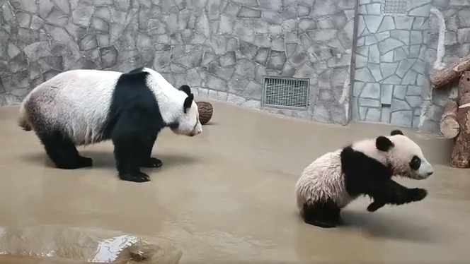 «Другие планы»: Московский зоопарк показал играющую без мамы панду Катюшу