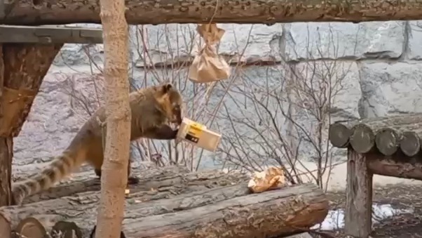 «Нашел лакомства»: Московский зоопарк рассказал о переезде носухи Сниффа