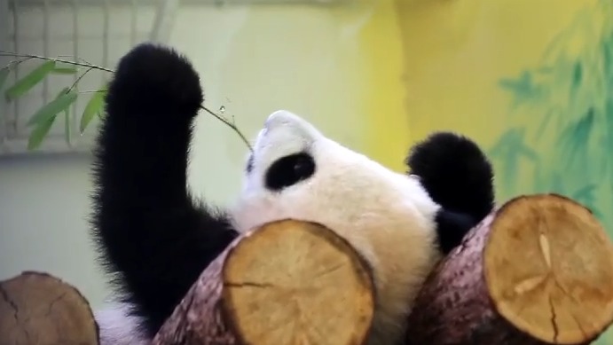 «Никого не напоминает?»: Московский зоопарк показал повторяющую за отцом Катюшу