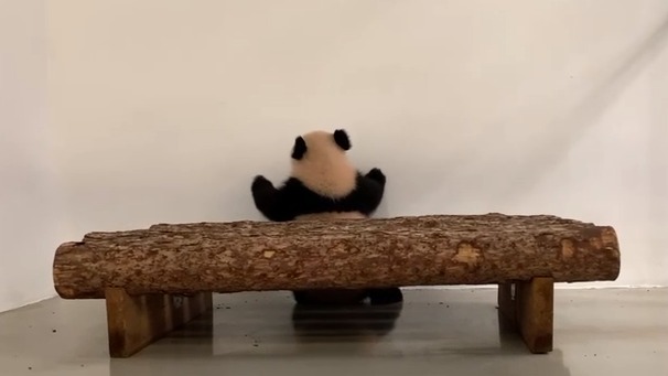 «Наша умничка»: Московский зоопарк показал шпионские трюки Катюши