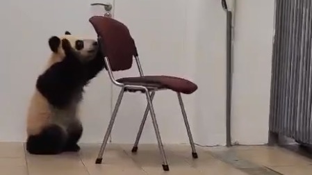 «Караул. Побег»: Московский зоопарк показал секретный способ Катюши выйти гулять