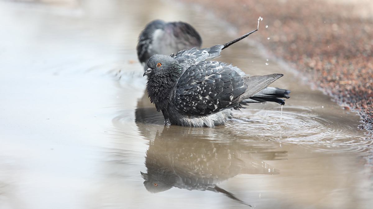 «Всплеска тепла не ожидается»: москвичам рассказали о погоде в столице до конца апреля