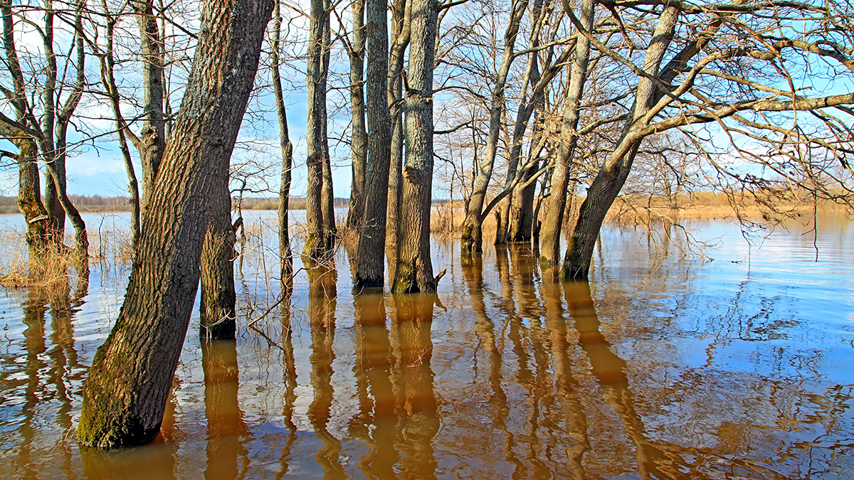 Ученый Федоров рассказал, могли ли грызуны повлиять на прорыв дамбы в Орске