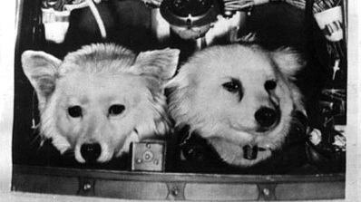 Первый суборбитальный полет совершили псы по кличке Цыган и Дезик. Фото 22 июля 1951 года.