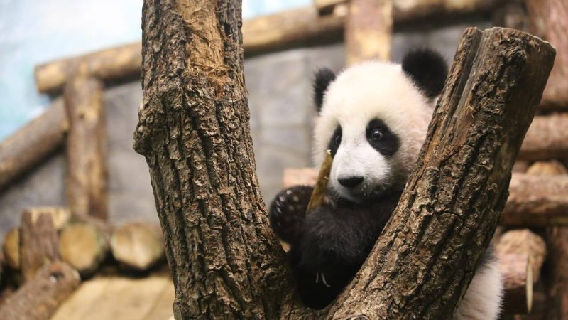 «Ну обезьянка же»: панда Катюша научилась ловко спускаться по клетке вольера