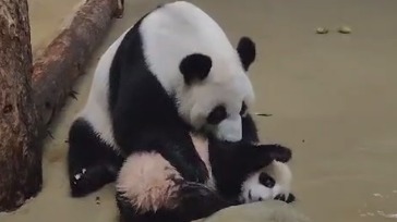 «Всем на субботник»: Московский зоопарк показал продуктивный выходной Катюши