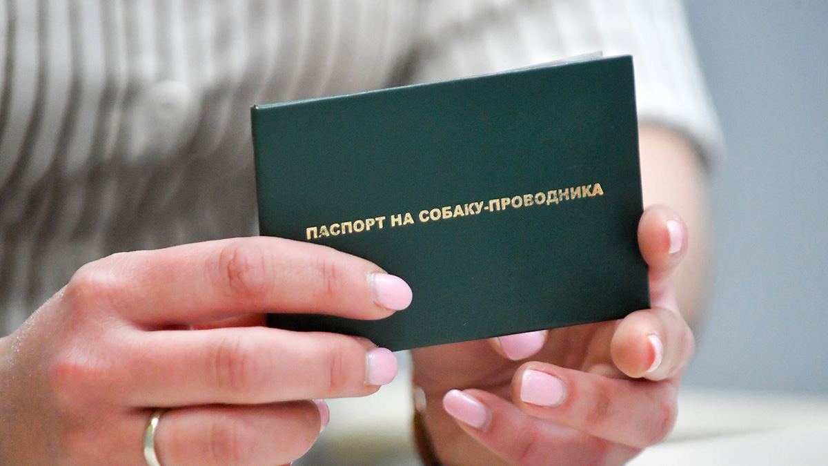 Как незрячему человеку получить собаку-поводыря и кому она положена