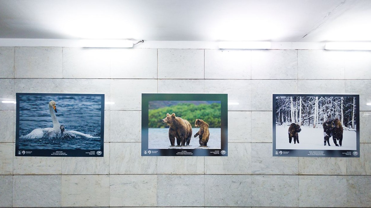 Новая экспозиция фотографий семейств животных и птиц открылась в столичном метро
