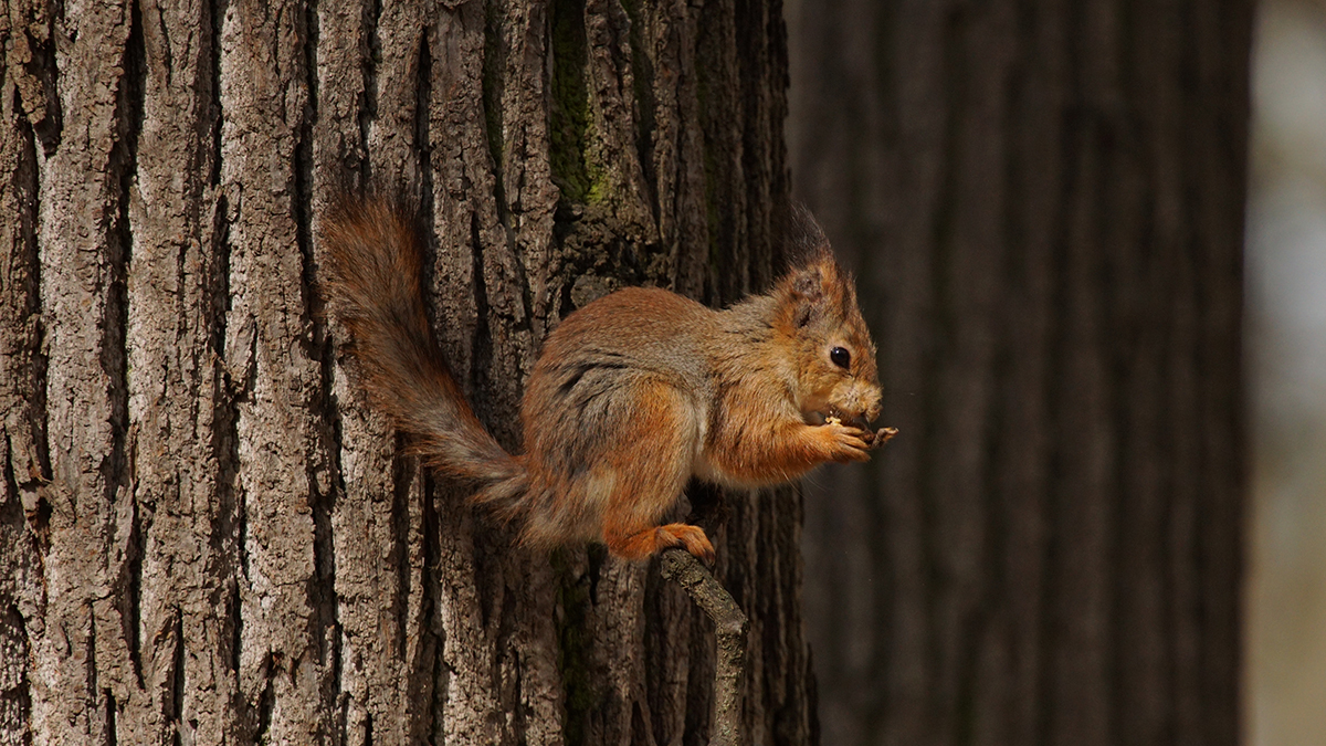 Москвичам рассказали о детенышах зверей и птиц, которых можно встретить в городе