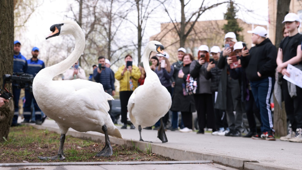 Жители района Капотня и работники Московского нефтеперерабатывающего завода фотографируют лебедей, возвращающихся в пруд предприятия после зимовки