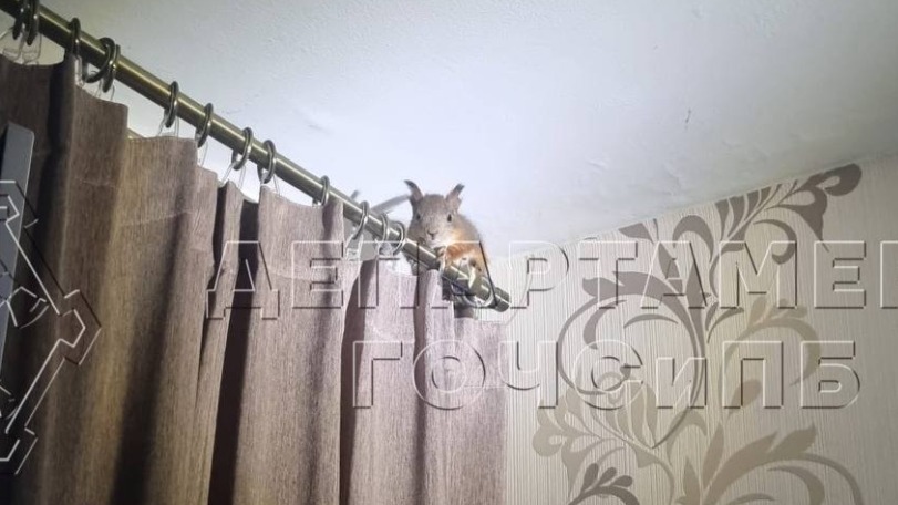 Белка забралась в квартиру на улице Юных Ленинцев