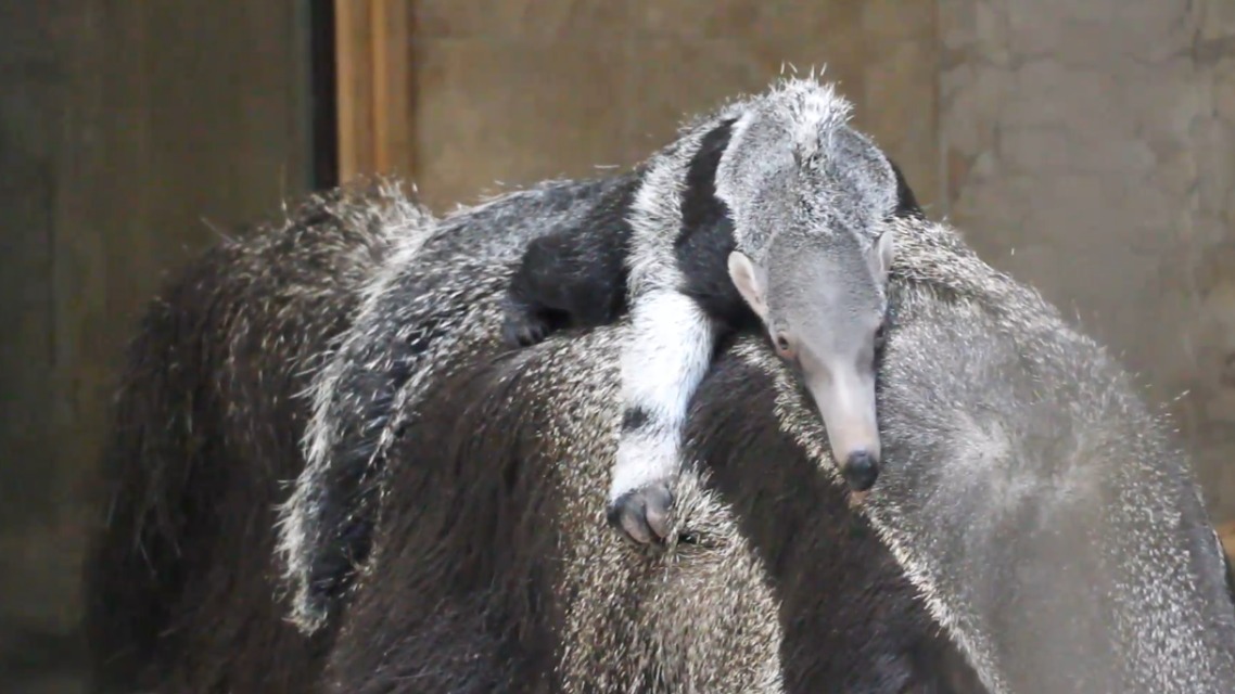 «Срочно в номер»: Калининградский зоопарк показал ворующего у мамы еду муравьеда