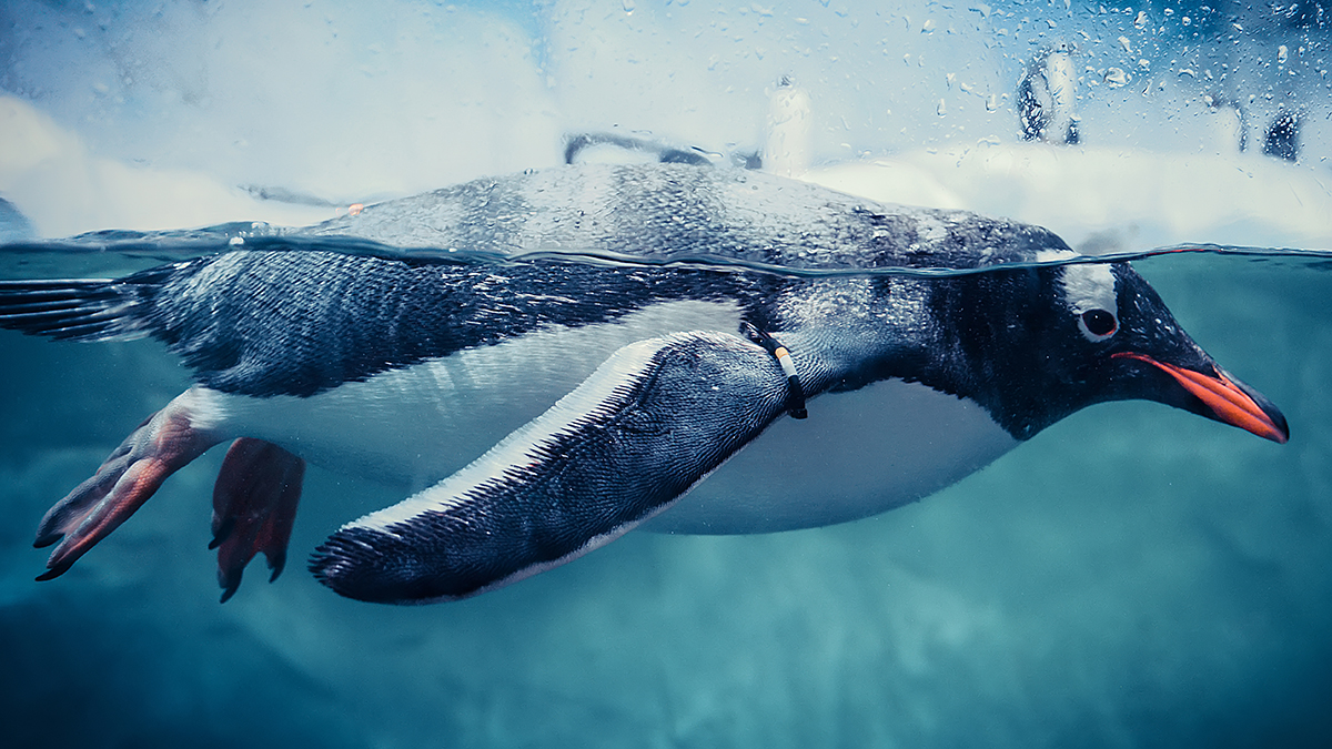 Пингвина из Антарктиды выпустили в океан у южного побережья Западной Австралии
