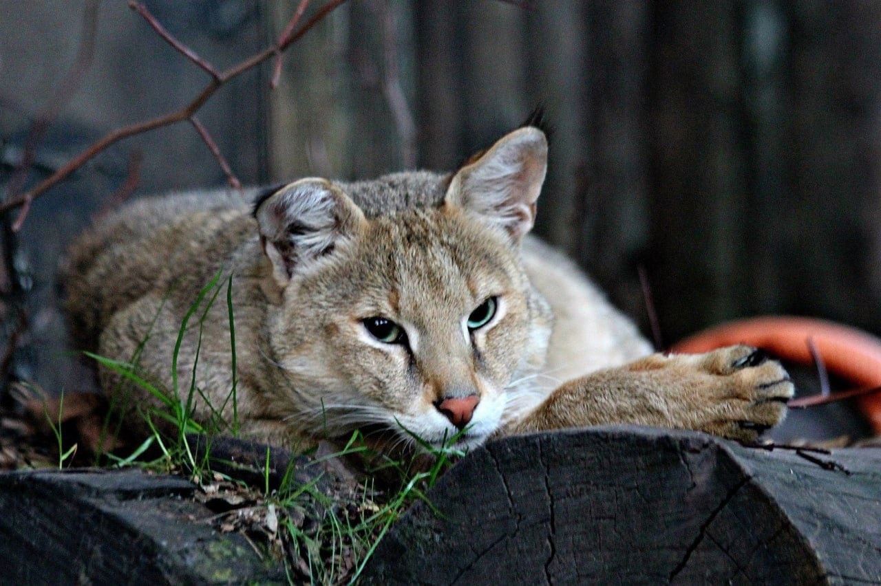 Камышовом коте. Камышовый кот (Болотная Рысь). Камышовый кот Хаус. Кавказский камышовый кот. Кавказский камышовый кот (Felis Chaus).