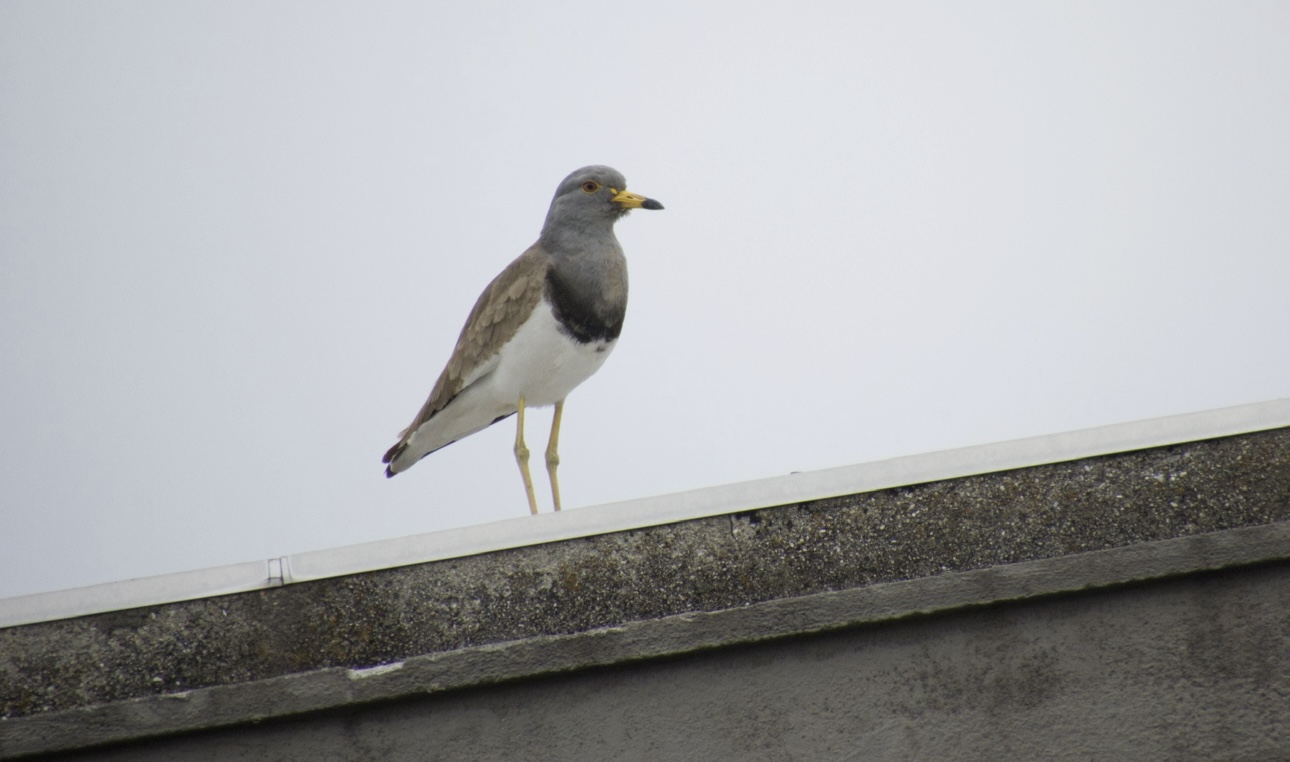 В России заметили птицу, которая обычно обитает в Китае и Японии