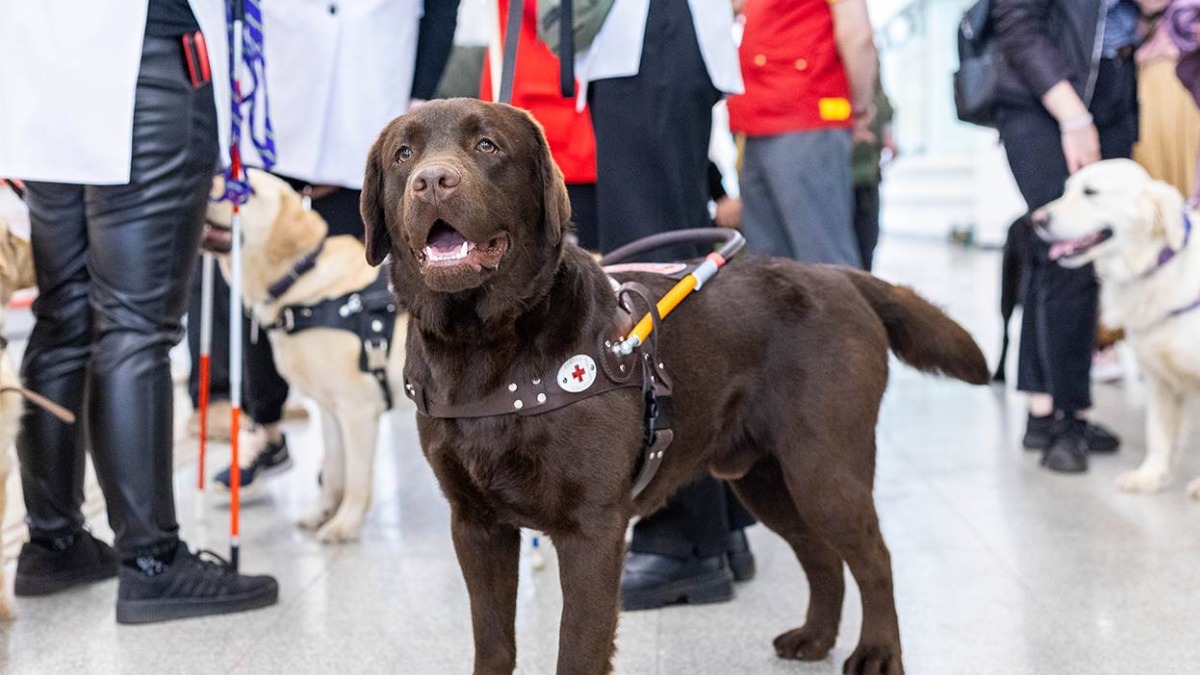 Пассажиры ТПУ «Нижегородская» узнали о работе собак-проводников