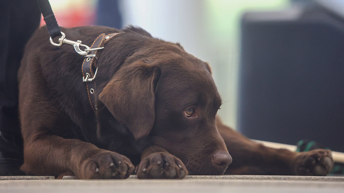 Как помочь своей стареющей собаке