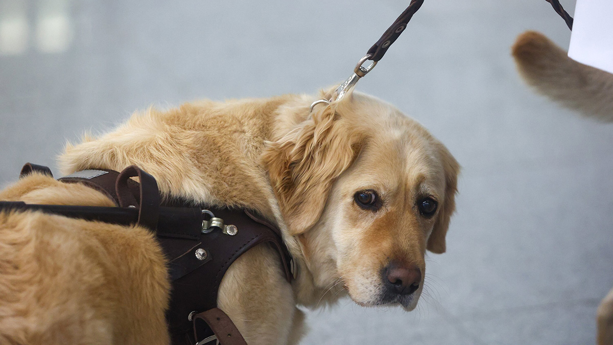 СК возбудил уголовное дело по факту нападения стаи собак в подмосковной Шатуре