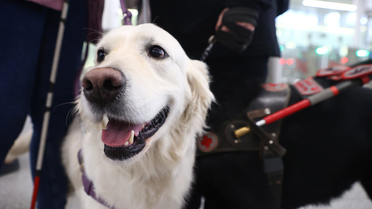 Россиян с домашними питомцами предупредили о неожиданном запрете