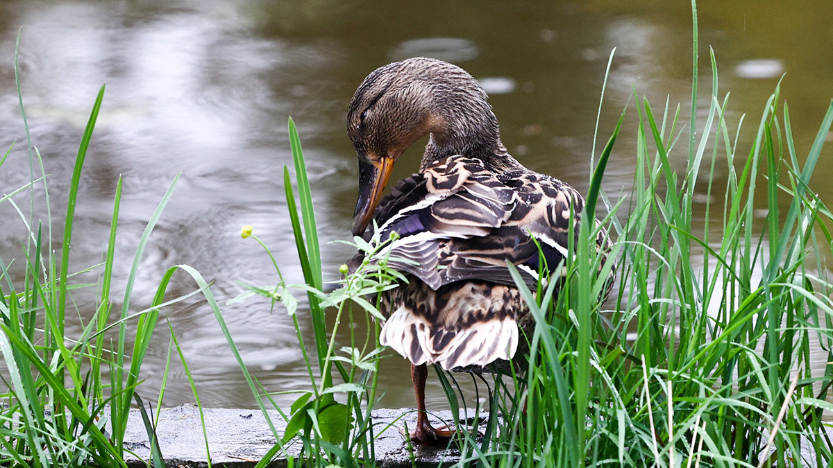 «Утки плыли по тротуарам»: река Яуза вышла из берегов из-за ливня в столице