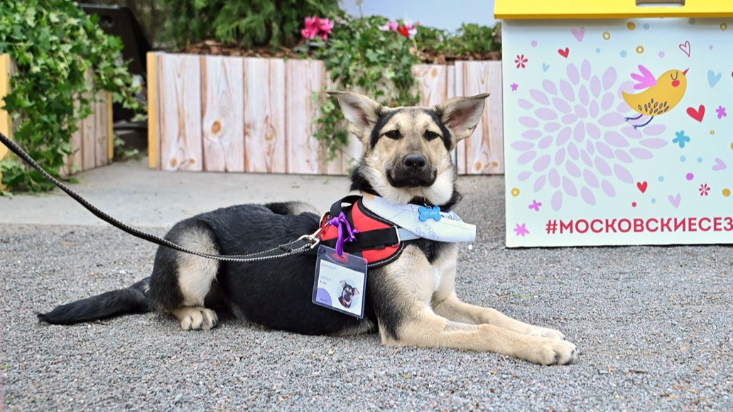 Спецпроект «Четвероногий друг» открылся в рамках фестиваля «Пасхальный дар»