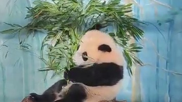 «Не спешит»: Московский зоопарк показал нежелающую выходить на улицу Катюшу