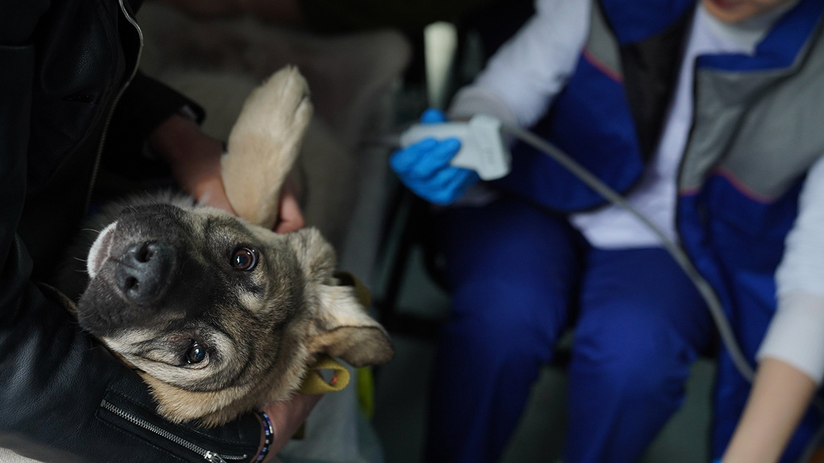 Бродячая собака принесла умирающего щенка к ветклинике в Стамбуле