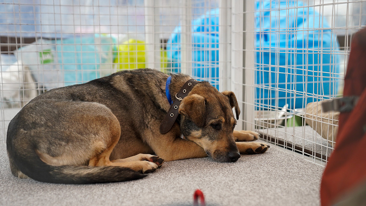 Пойдем домой: как помочь привыкнуть к новой семье питомцу, которого забрали из приюта