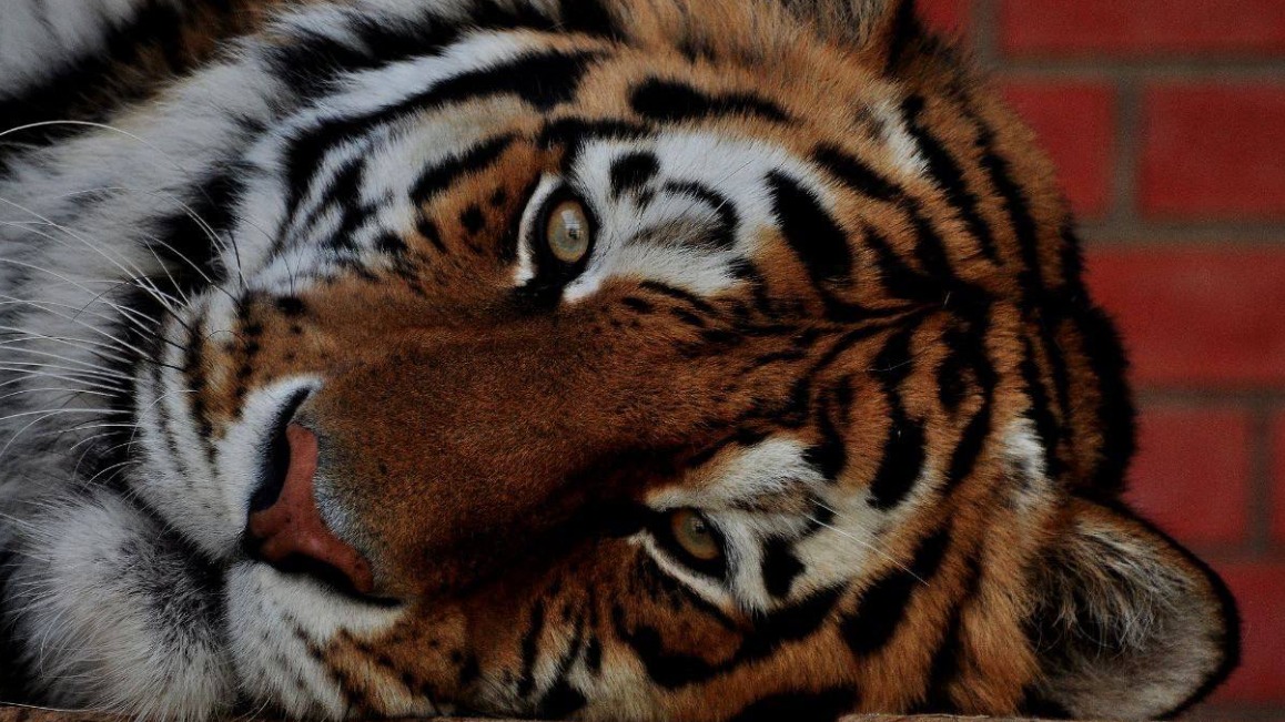 «До 30 килограммов»: Московский зоопарк рассказал необычные факты о тиграх