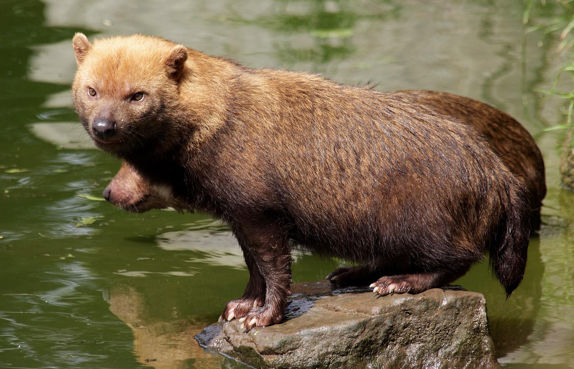 «Сезон открыт»: Московский зоопарк показал первое купание кустарниковых собак 