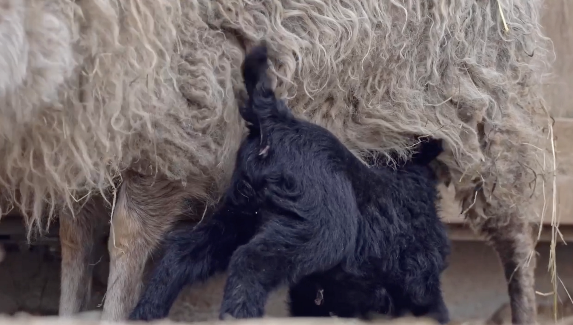 Три ягненка породы уэссан родились в Московском зоопарке