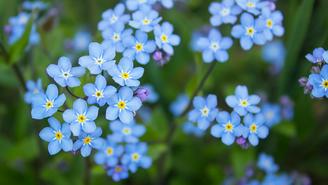 Почему незабудка стала символом Дня матери в России