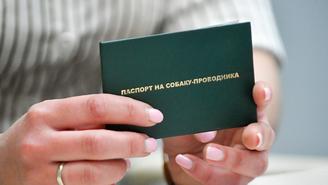 Как незрячему человеку получить собаку-поводыря и кому она положена