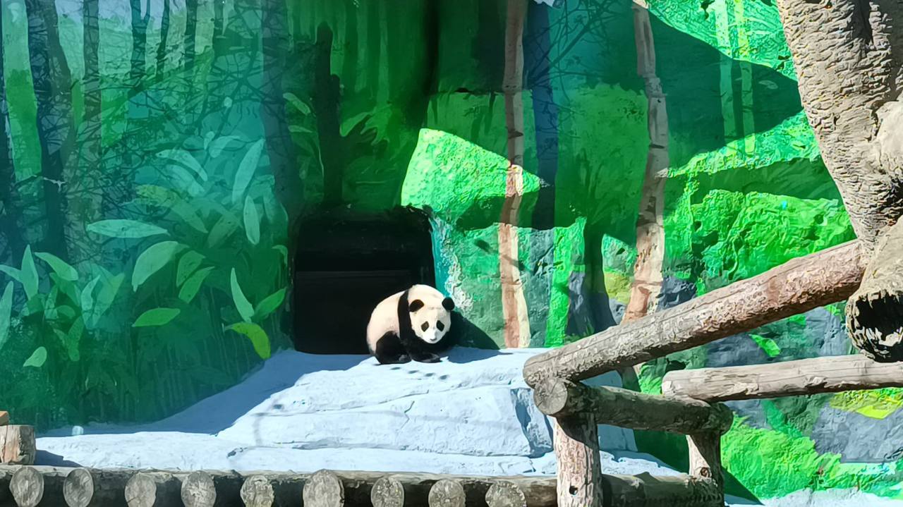 Панда Катюша ненадолго вышла в уличный вольер в Московском зоопарке