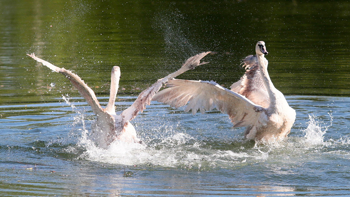 Лебеди после зимовки вернулись в петербургский Летний сад