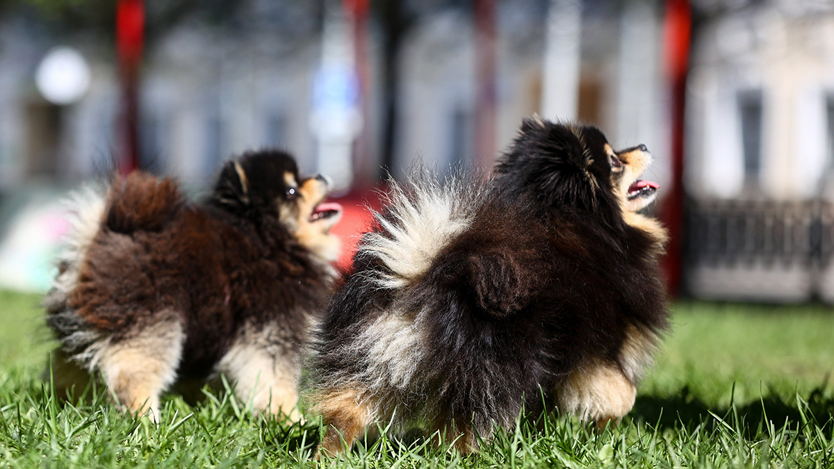 Кинолог Голубев рассказал, какие симптомы указывают на отравление собаки