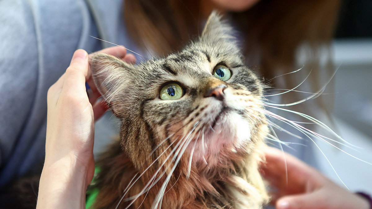В Думу внесли законопроект об ужесточении ответственности для хозяев животных