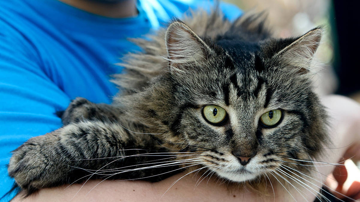 Россиянам рассказали о перспективах ужесточения госконтроля за домашними животными