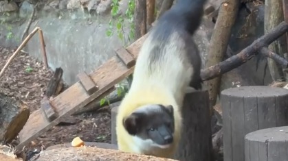 «Зрительная гимнастика»: Московский зоопарк показал активные будни харз