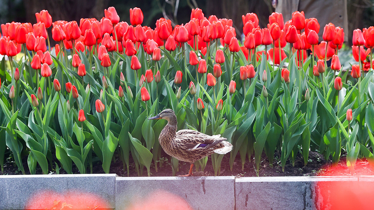 Температура воздуха в столице до сих пор не побила установленный в апреле рекорд