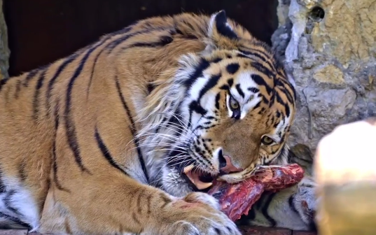«Разлизывает сочное мясо»: Московский зоопарк показал завтрак тигра Степана