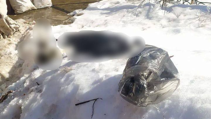 Трупы обезьяны и двух аистов нашли в частном зоопарке в Новой Москве