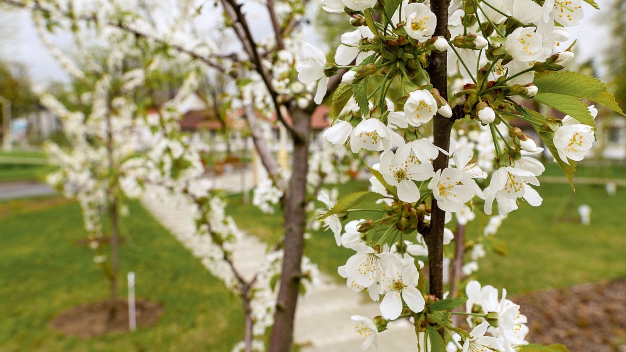 Вишни, груши и магнолии: деревья и кустарники расцвели на ВДНХ