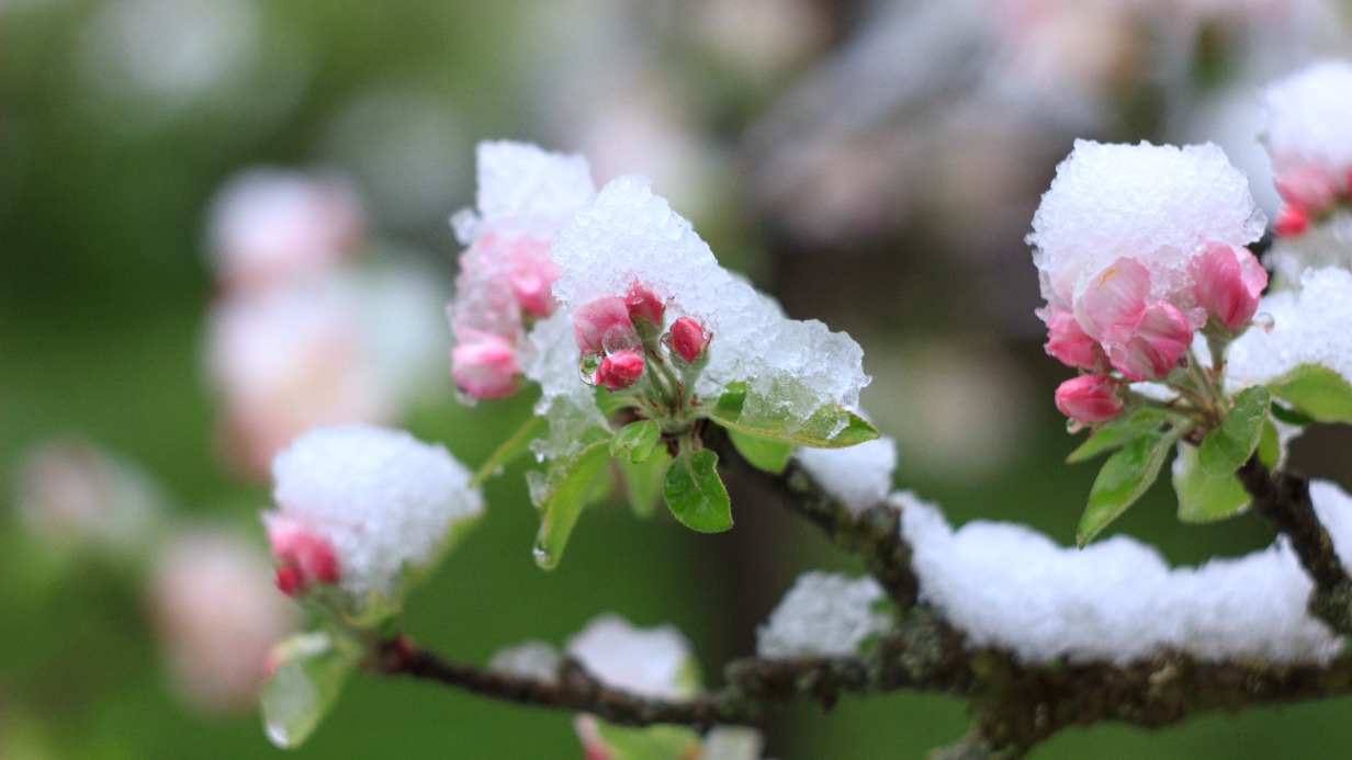 «Критично»: метеоролог Кузнецов оценил последствия майского снега для урожая